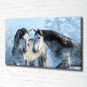 Foto obraz na plátně Zima šedý kůň pl-oc-100x70-f-116887257
