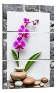 Obraz na zeď Orchidej a kameny
