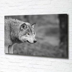 Foto obraz canvas Šedý vlk pl-oc-100x70-f-125421387