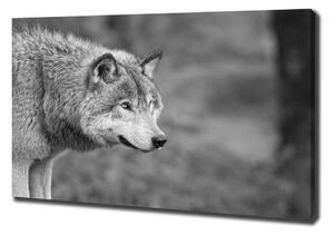 Foto obraz canvas Šedý vlk pl-oc-100x70-f-125421387