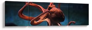 Obraz - Chobotnice (170x50 cm)