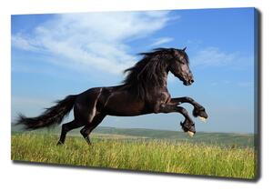 Moderní fotoobraz canvas na rámu Černý kůň na louce pl-oc-100x70-f-26473191
