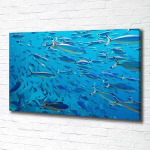 Foto obraz na plátně Korálové ryby pl-oc-100x70-f-39421860