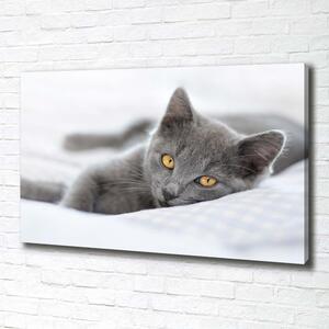 Foto obraz na plátně Šedá kočka pl-oc-100x70-f-43951156