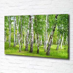 Foto obraz na plátně Břízový les pl-oc-100x70-f-85613602