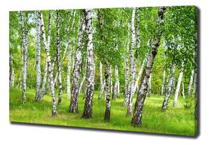 Foto obraz na plátně Břízový les pl-oc-100x70-f-85613602