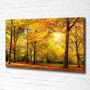 Foto obraz canvas Podzimní les pl-oc-100x70-f-89529230