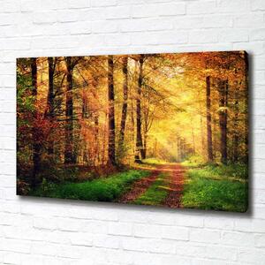 Foto obraz na plátně Podzimní les pl-oc-100x70-f-91078750