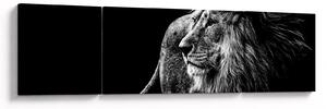 Obraz - Lev, černobílá (170x50 cm)
