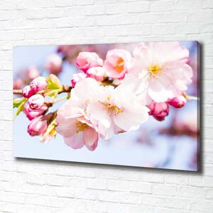 Moderní obraz canvas na rámu Květy višně pl-oc-100x70-f-81280422