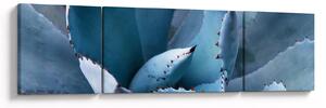 Obraz - Agáve (170x50 cm)