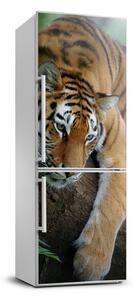 Foto nálepka na ledničku Tygr na stromě FridgeStick-70x190-f-4289086