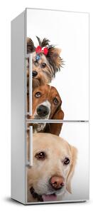 Foto nálepka na ledničku stěnu Psy a kočky FridgeStick-70x190-f-104206550