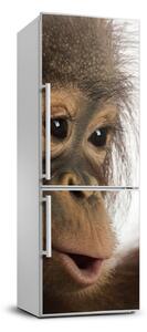Nálepka fototapeta lednička Mladý orangutan FridgeStick-70x190-f-61570229