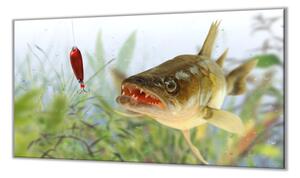 Ochranná deska candát ryba - 50x70cm / Bez lepení na zeď