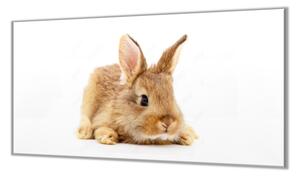 Ochranná deska hnědý králíček na bílém - 50x70cm / S lepením na zeď