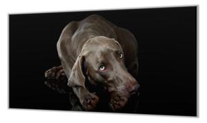 Ochranná deska ležící pes výmarský ohař - 50x70cm / S lepením na zeď