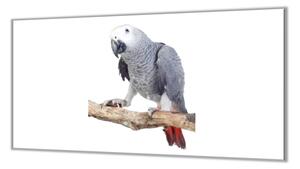 Ochranná deska papoušek Žako - 52x60cm / S lepením na zeď