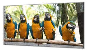 Ochranná deska papoušek ara ararauna s banánem - 52x60cm / S lepením na zeď