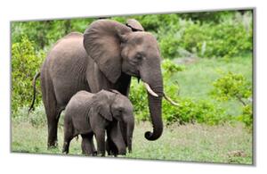 Ochranná deska slonice a slůně v přírodě - 52x60cm / S lepením na zeď