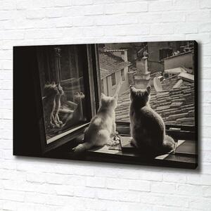 Foto obraz na plátně Kočky při okně pl-oc-100x70-f-86646592