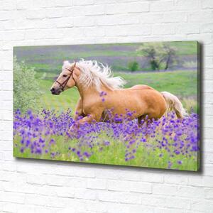 Foto obraz na plátně Kůň na poli levandule pl-oc-100x70-f-84450910
