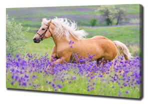 Foto obraz na plátně Kůň na poli levandule pl-oc-100x70-f-84450910