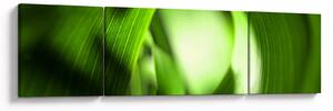 Obraz - Stéblo trávy (170x50 cm)
