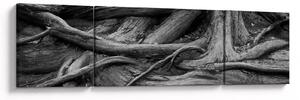Obraz - Kořeny stromu (170x50 cm)