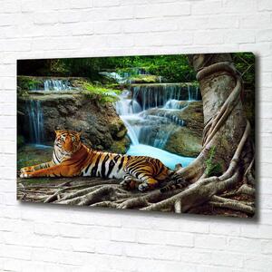 Foto obraz na plátně Tygr vodopád pl-oc-100x70-f-70563855