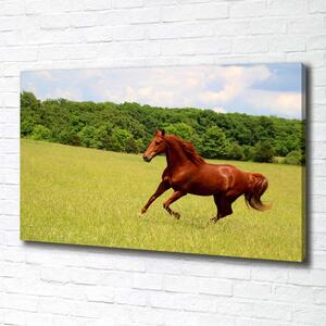 Foto obraz tištěný na plátně Kůň na louce pl-oc-100x70-f-68119926
