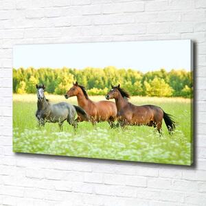 Foto obraz na plátně Koně ve cvalu pl-oc-100x70-f-58845191