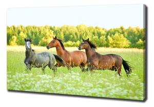 Foto obraz na plátně Koně ve cvalu pl-oc-100x70-f-58845191