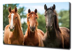 Moderní fotoobraz canvas na rámu Tři koně pl-oc-100x70-f-58776709