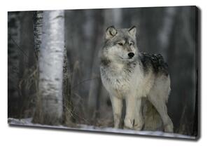 Foto obraz canvas Šedý vlk pl-oc-100x70-f-57875164