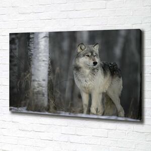 Foto obraz canvas Šedý vlk pl-oc-100x70-f-57875164