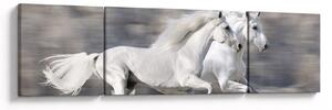 Obraz - Bílí koně v zimě (170x50 cm)