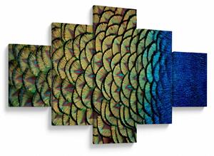 Obraz - Páví peří (125x70 cm)