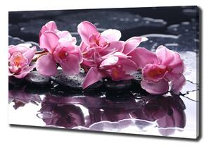 Foto obraz na plátně do obýváku Růžová orchidej pl-oc-100x70-f-28903356