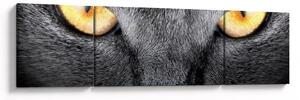 Obraz - Blízký portrét kočky (170x50 cm)