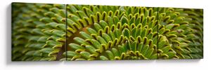 Obraz - Kapradina (170x50 cm)