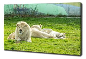 Foto obraz na plátně Béžové lvy pl-oc-100x70-f-93716692