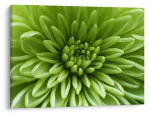 Obraz - Makro snímek rostliny (70x50 cm)