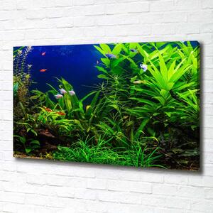 Foto obraz na plátně Ryby v akvárium pl-oc-100x70-f-134899248