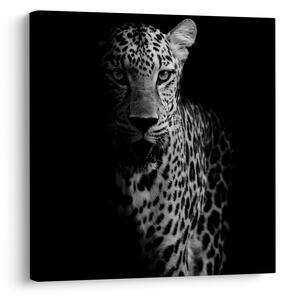 Obraz - Portrét leoparda (30x30 cm)