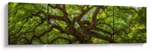 Obraz - Zelený strom (170x50 cm)