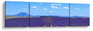 Obraz - Levandulové pole (170x50 cm)