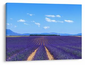 Obraz - Levandulové pole (70x50 cm)