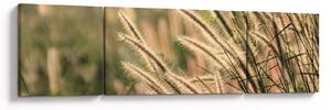 Obraz - Obilí (170x50 cm)