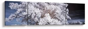 Obraz - Sněhobílý strom (170x50 cm)
